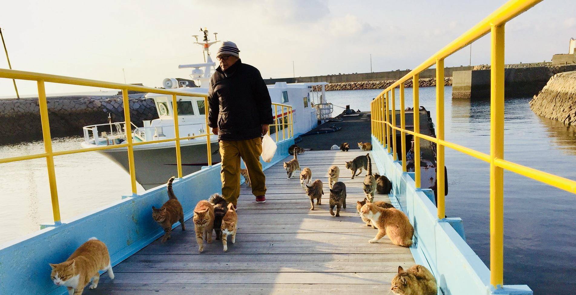 原创日本猫岛数量达5万多只吃光岛上老鼠还自学会下海捕鱼