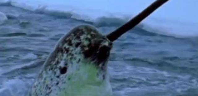 如今在大海中生活着一种独角兽,名字叫独角鲸,又叫一角鲸,它的角确实