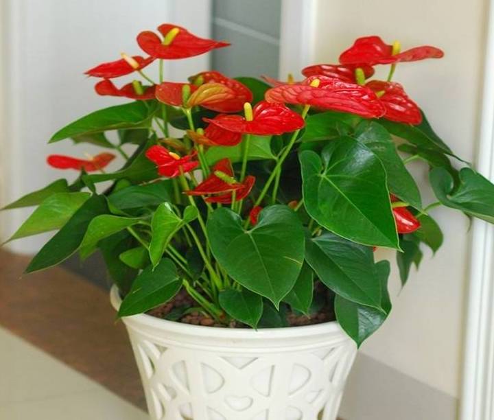 原创一年之计在于春现在养3种幸运花花期长开花旺事事顺