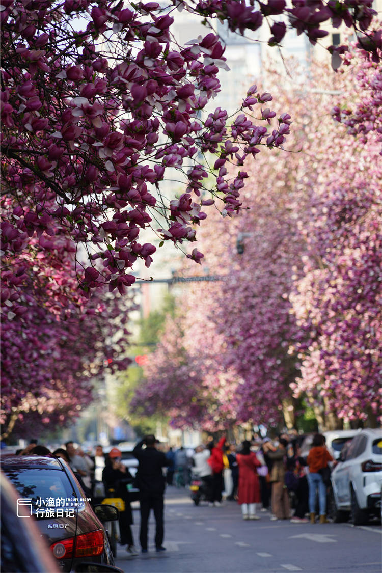 在西安!走花路!霸屏朋友圈的"玉兰大道"太太太美啦!地铁直达