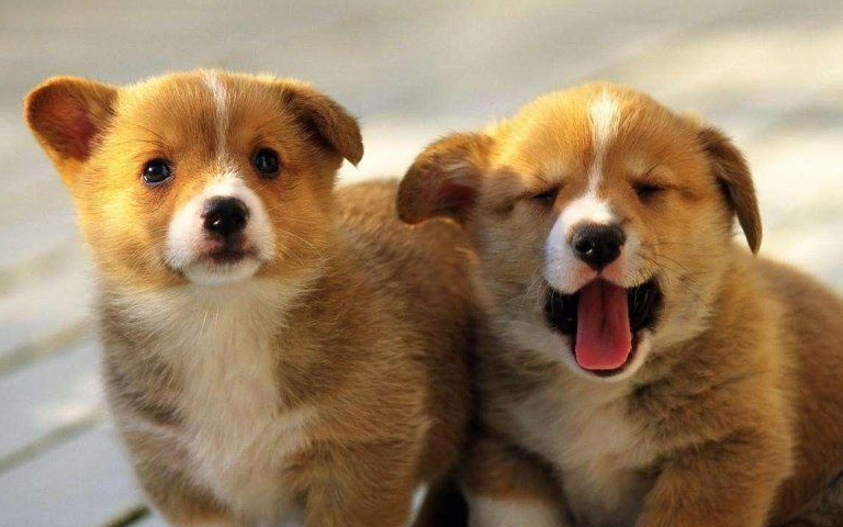 原创聪明可爱是柯基看门守家也靠谱养一只试试