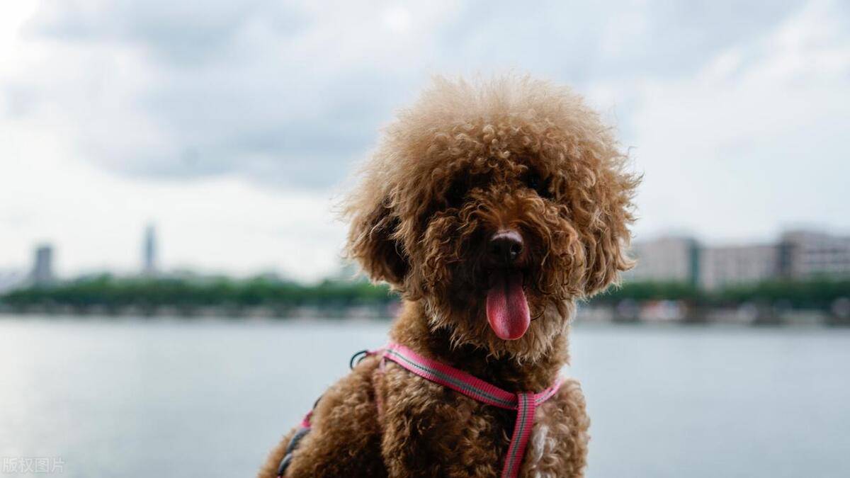 泰迪犬身上有臭味的原因及应对措施!_狗狗_异味_主人