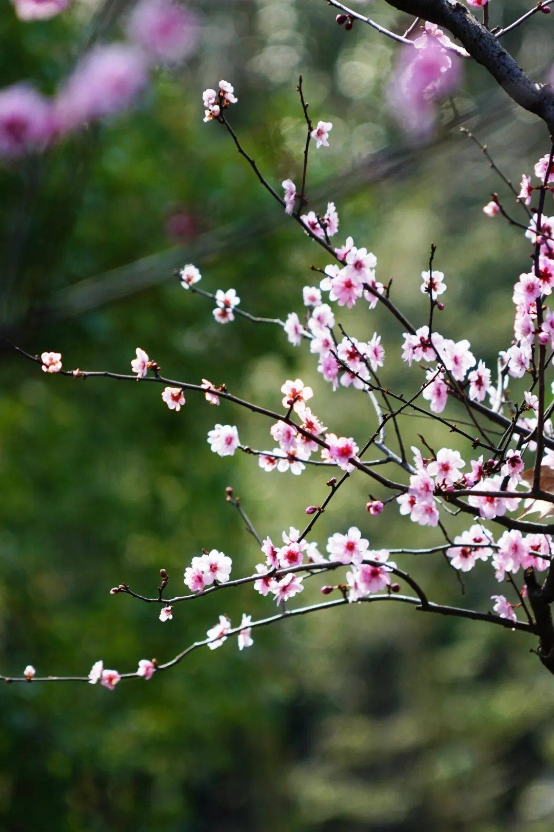 美人梅迎来盛花期,静安这些地方能看到!_公园_梅花_北京西路