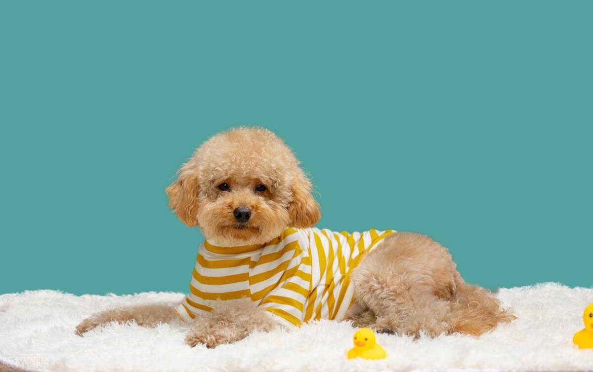 为何泰迪犬穿衣服会感到不适揭秘泰迪犬穿衣服难受的原因