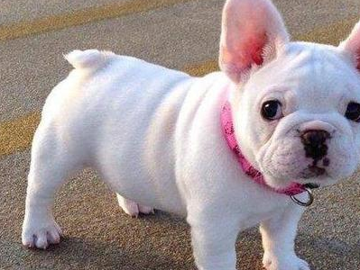 七,会掉毛法牛掉毛也是比较常见的问题,尤其是换毛季