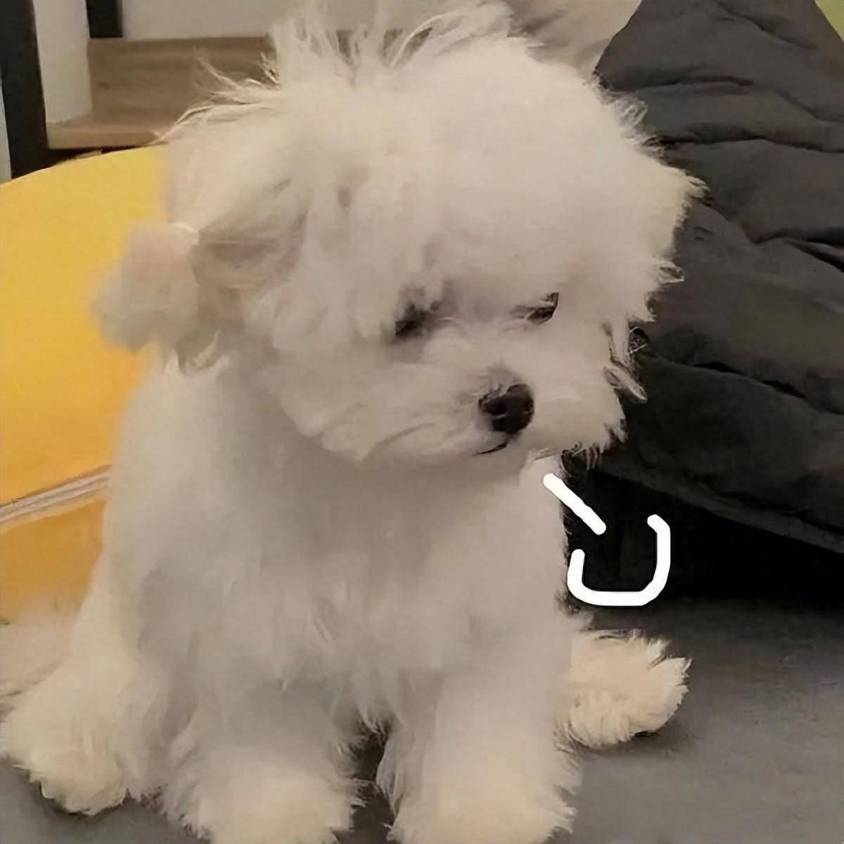 妹子洗狗洗到一半跑了留下穿着小鱼拖鞋一直打滑的狗子愣在原地