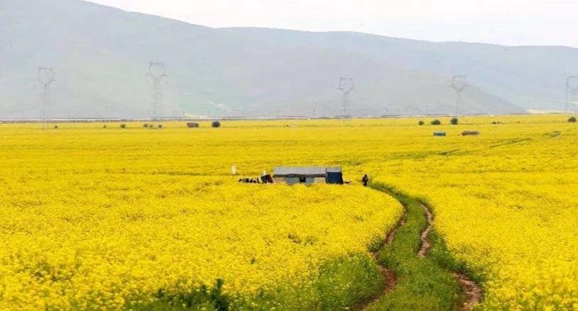 这花田间到处见现在有27种颜色真不可思议