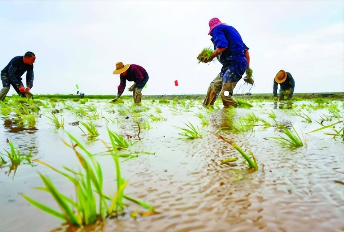 原创红得发紫的海水稻口感难吃还要种超百万亩国家到底有何打算