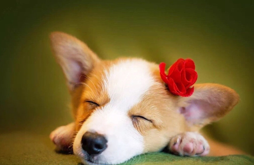 原创聪明可爱是柯基看门守家也靠谱养一只试试