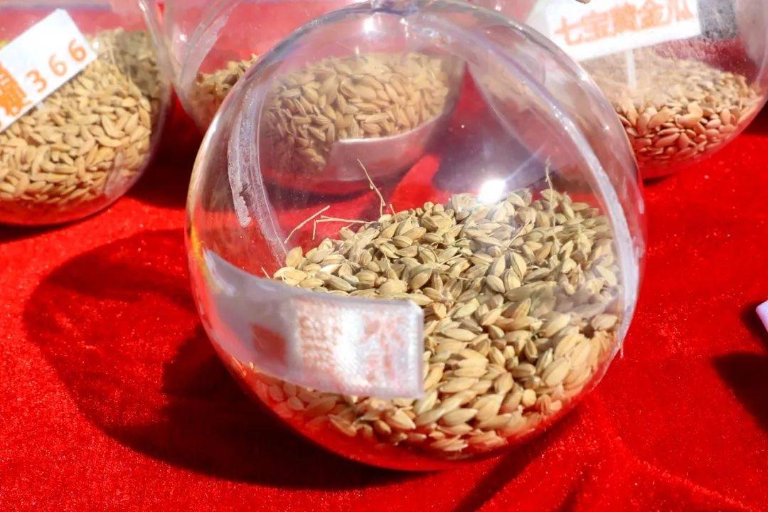 比如,七宝黄金瓜和上海水蜜是上海市优质种质资源,如今在浦江镇为市民