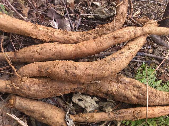 美利坚的"不速之客":来自东方的入侵物种_葛根_美国的