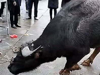 村民杀牛时老水牛跪地不起路人都被感动了却没能改变命运