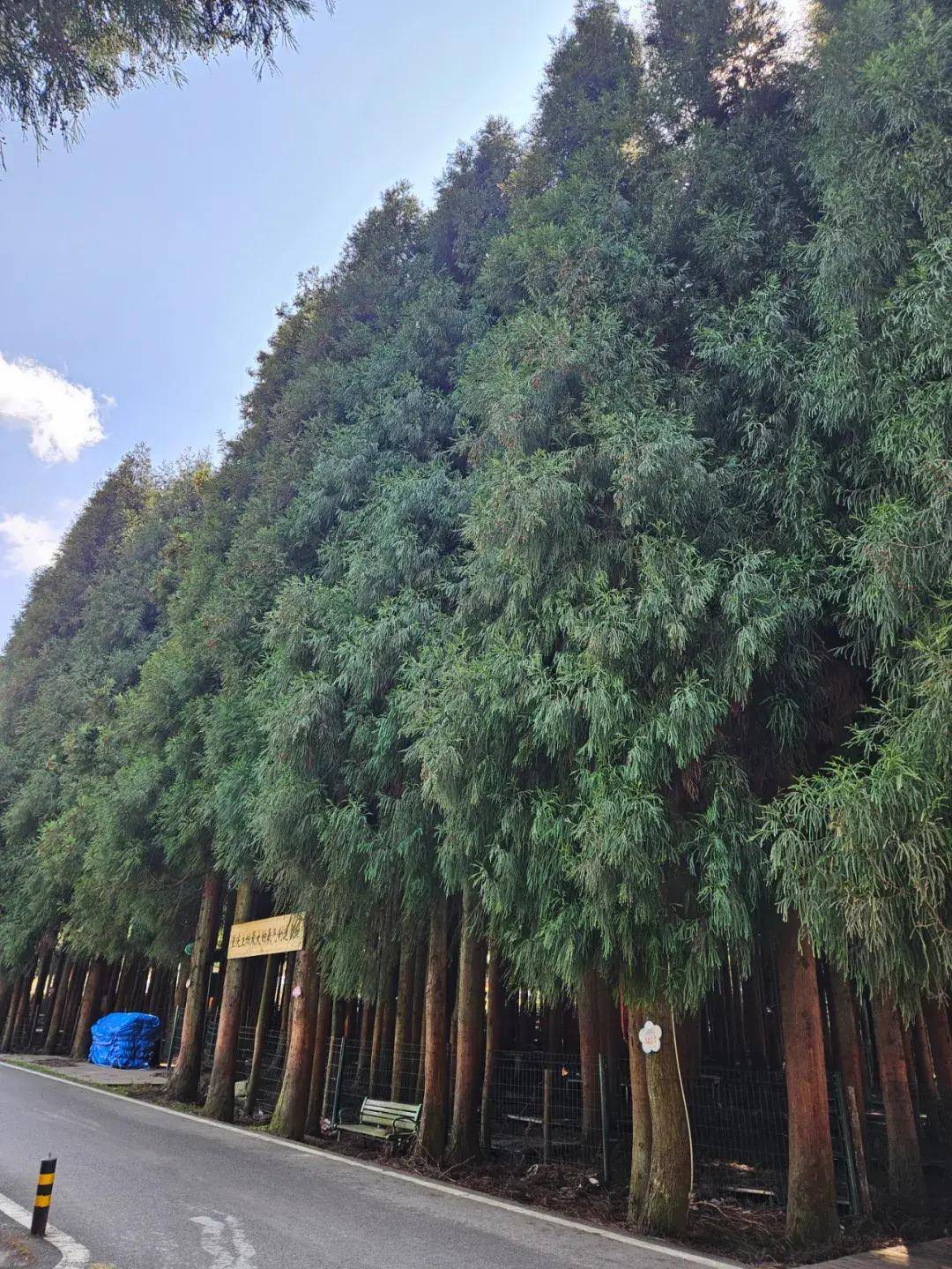 武陵山上有劲松_松林_松树_万物