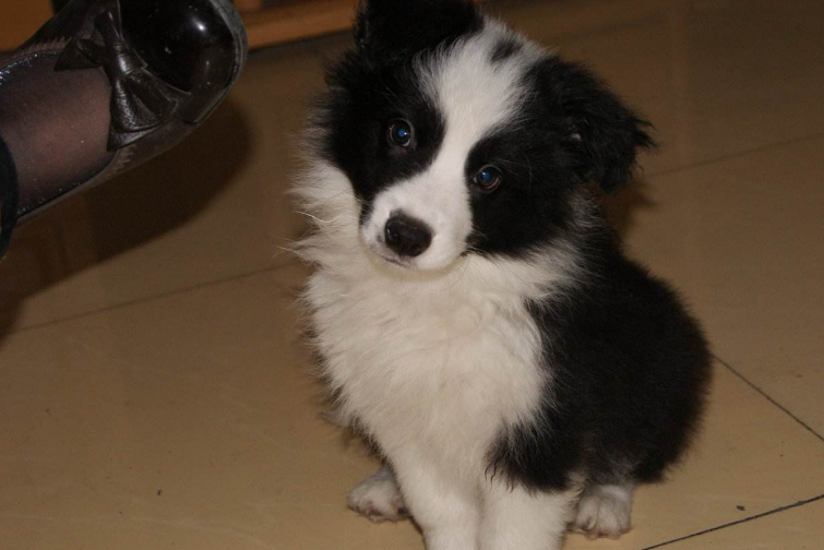 原创边境牧羊犬智商第一的狗也是问题多多的犬种只适合老司机