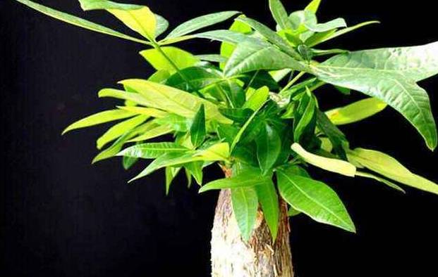 原创你会给发财树晒太阳吗合理光照才能多长新芽叶色浓绿