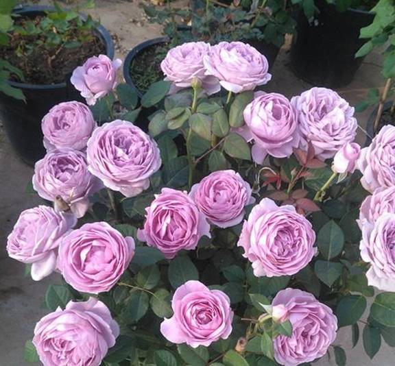 原创养月季别总想着出其不意按部就班养照样长得旺