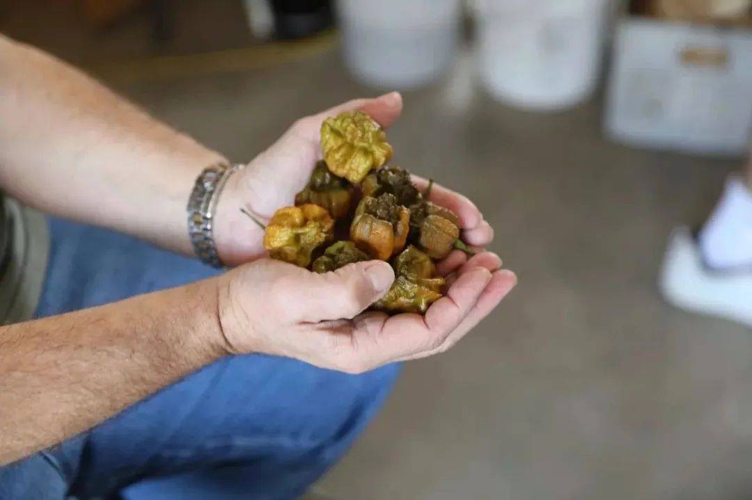 最辣的辣椒破纪录了!世界上只有5个人吃过_currie_龙息_果实
