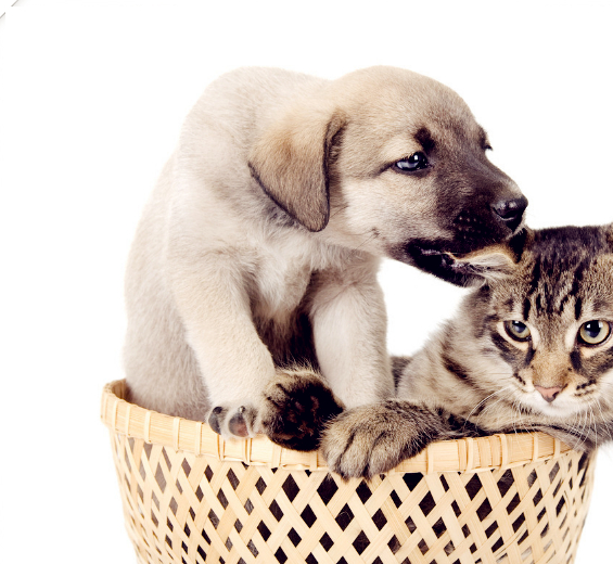 宠物猫咪vs宠物狗狗你更喜欢哪一个