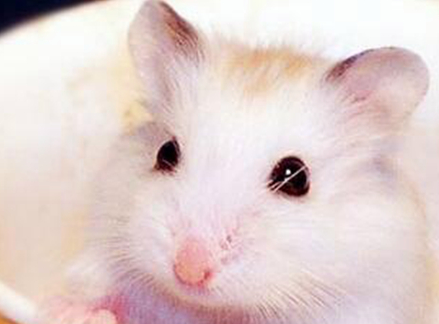 原创仓鼠毛发需鼠友好好保养做不到这些它们的毛发甚至会变得扎手