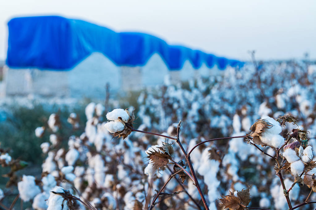 美国仅剩最后100家棉纺厂_棉花_出口_买家