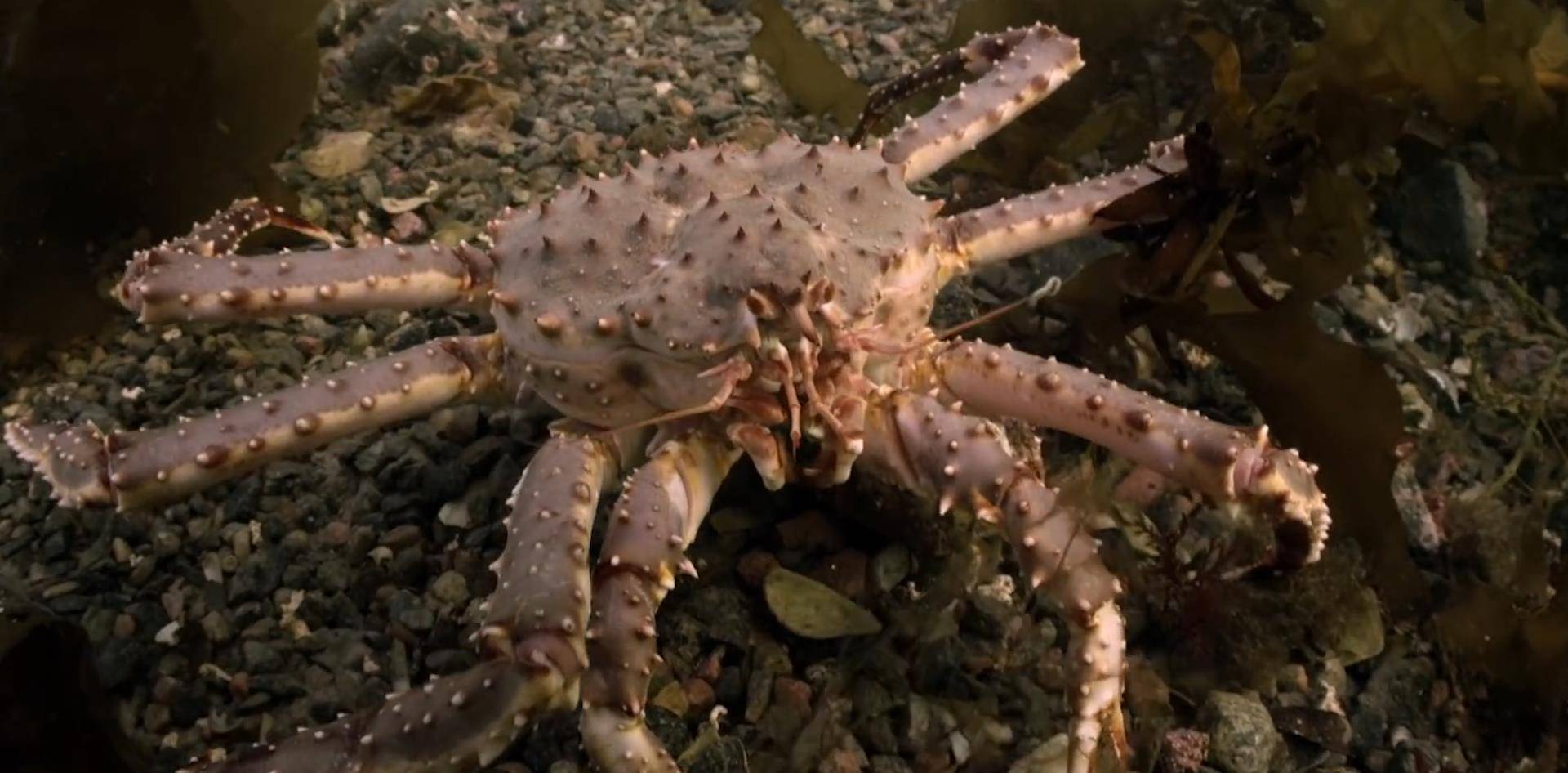 原创5000万帝王蟹在海底泛滥每吃一只帝王蟹就是在拯救地球