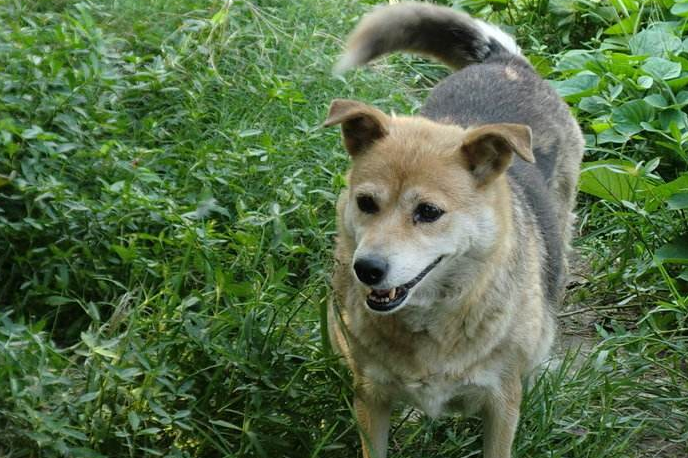 田园犬江浙图片