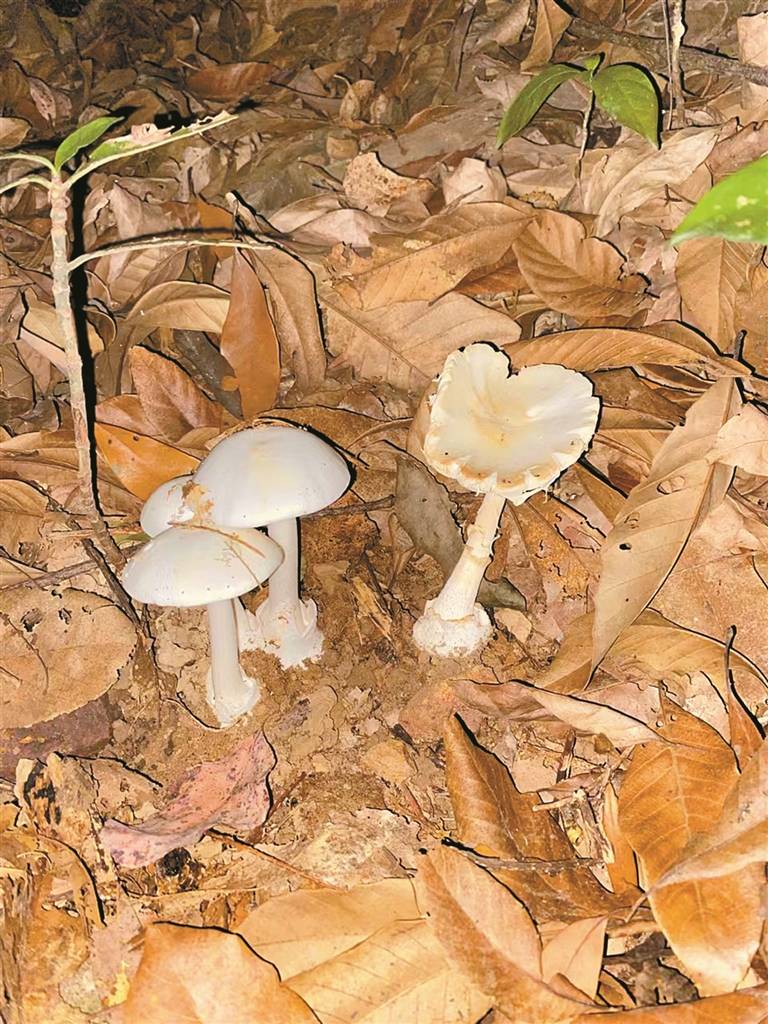 龙岗发现蘑菇界毒王白毒伞误食死亡率高达75吃一朵足以致命