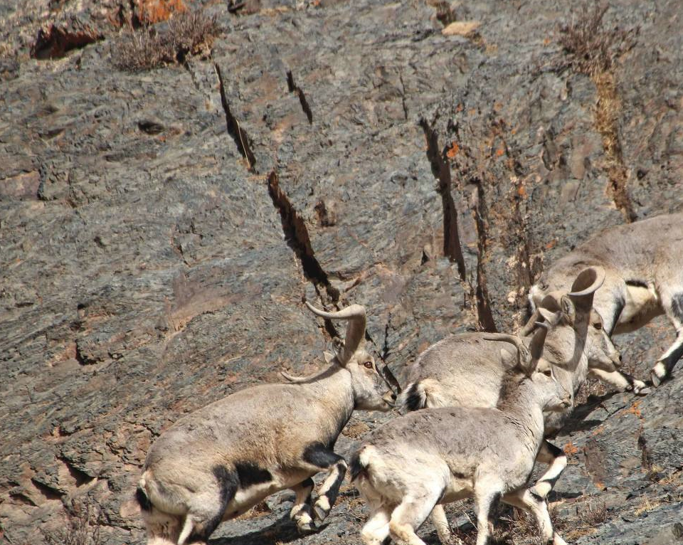 最会攀岩的羊,身处万丈深渊的艺高"羊"胆大_岩羊_生活