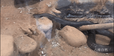 湖南一小区发现50多条眼镜蛇,还在查是放生或逃逸的,可以养眼镜蛇么?