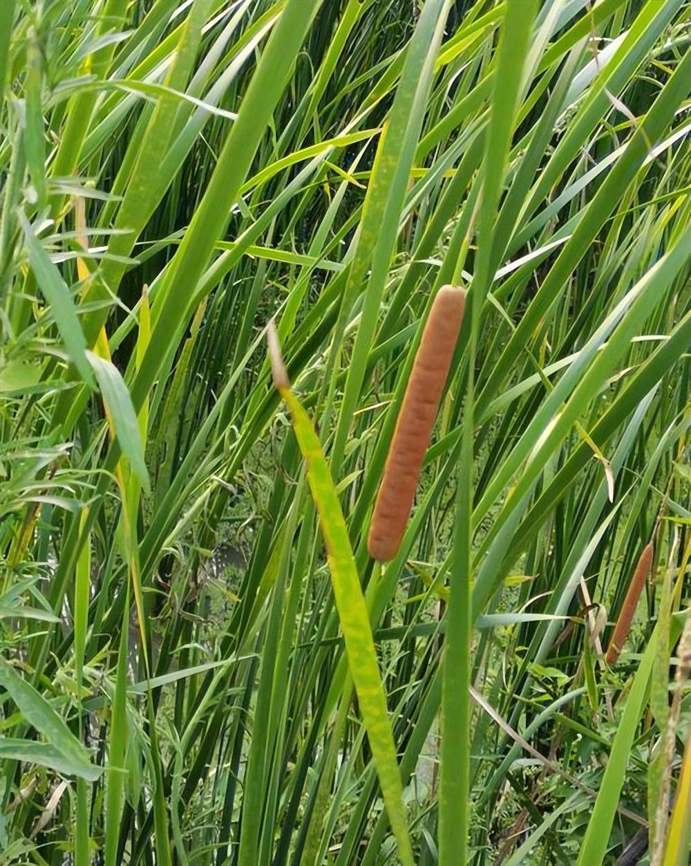 原创浑身是宝香肠草一亩能卖23万为何有人还把它当害草