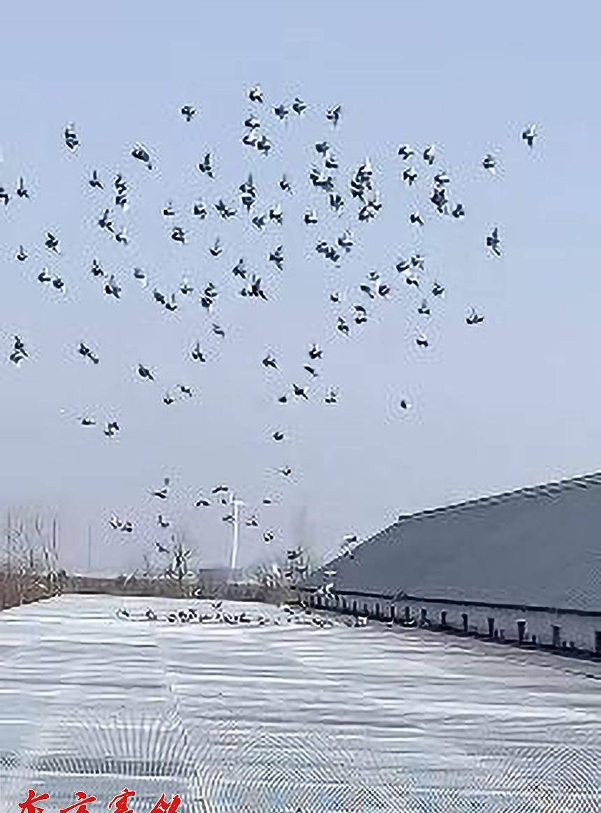 原创上海三海湾春棚第二关300公里比赛当日归八成