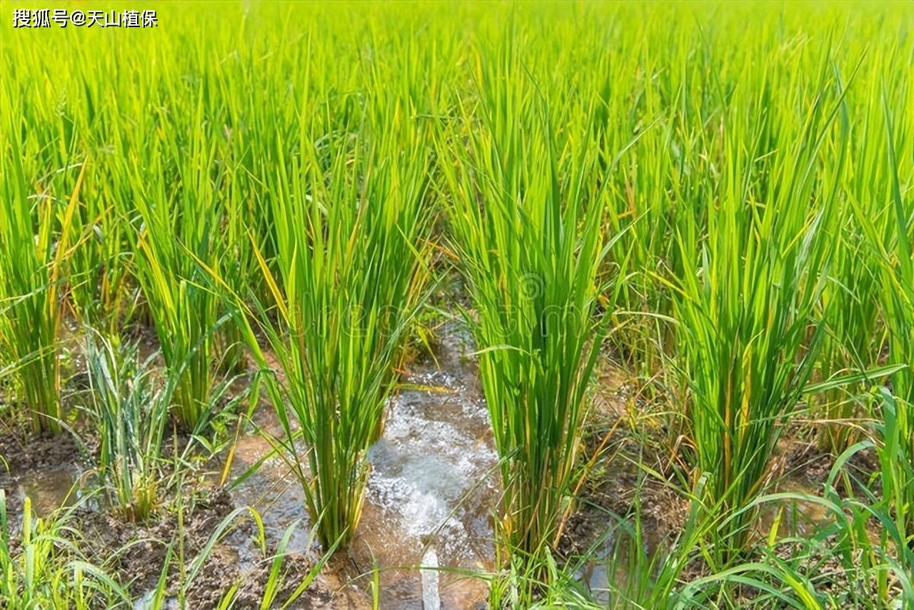 哪些领域可以使用耐盐水稻_种植_农业_盐碱地