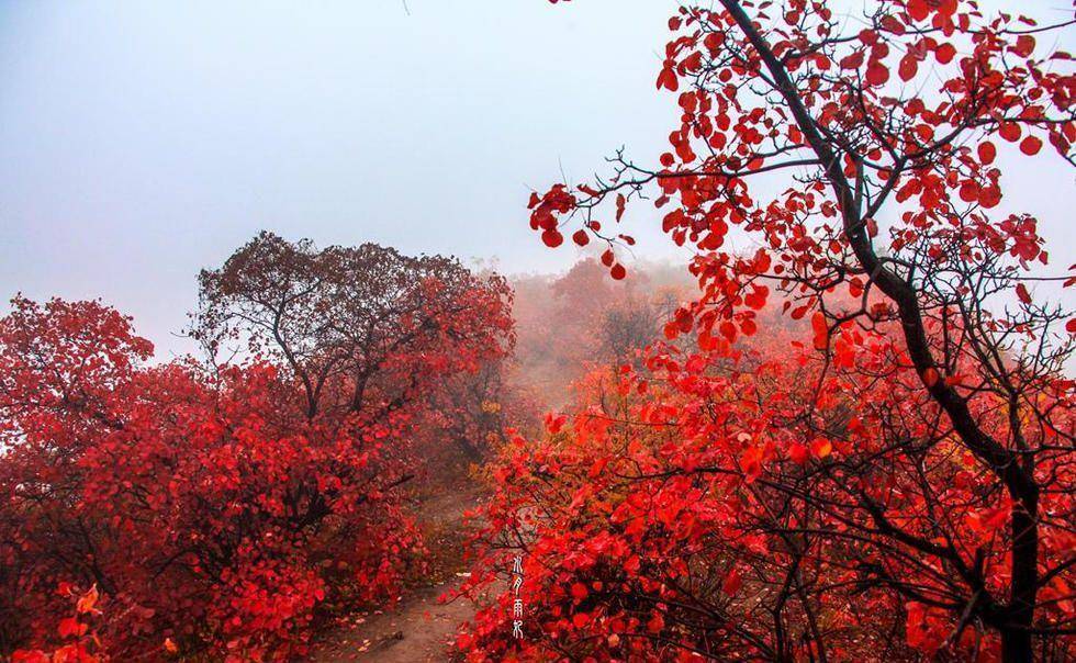 香山红叶高清图片