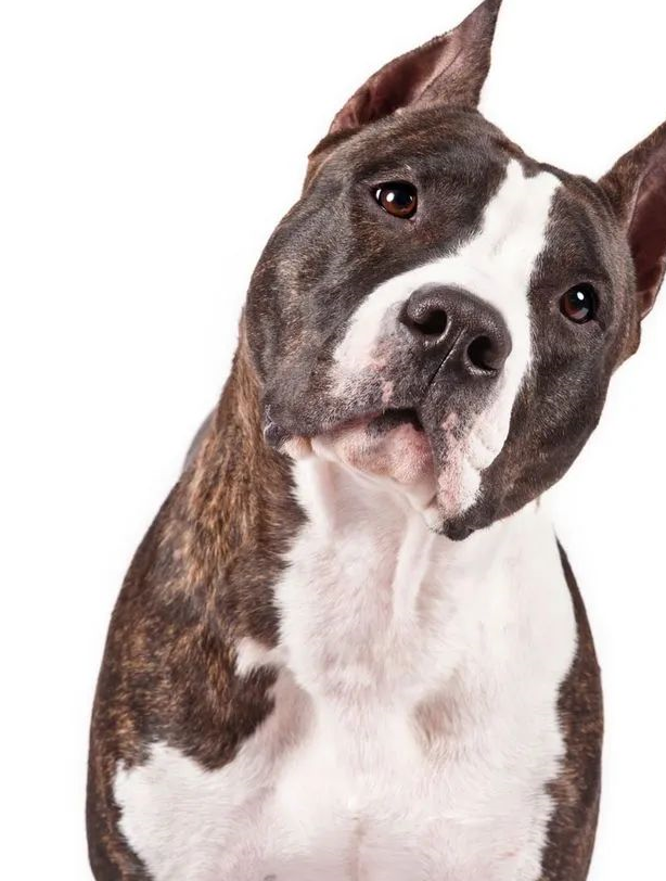 斗牛犬pitbulls灵缇犬greyhounds帕森罗素梗parsonrussellterriers