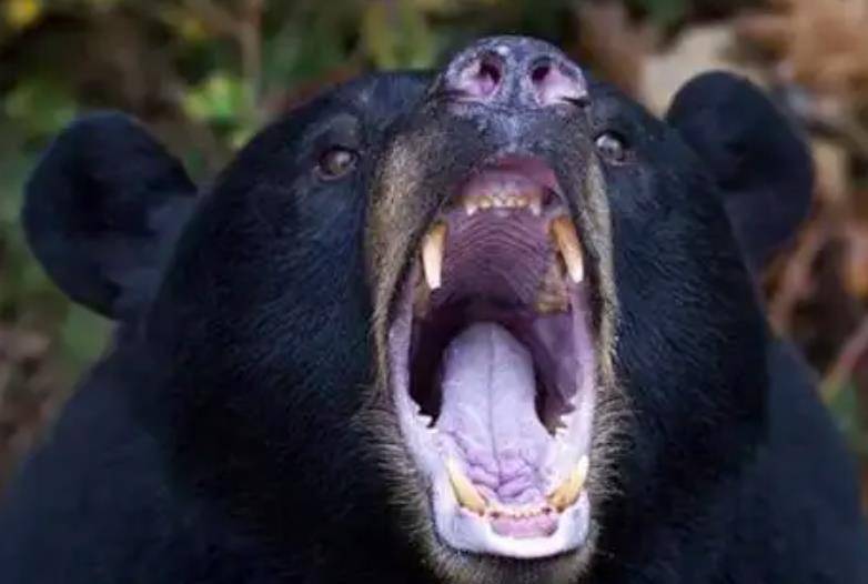 在这样危急的情况下,张金星奋力大吼一声,趁着黑熊被吓得愣住之时,他