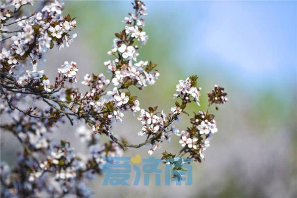 济南数十公里黄河大堤变身樱花大道