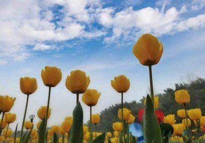 河南就是荷兰安徽大别山的这片地方三月份变成郁金香海洋