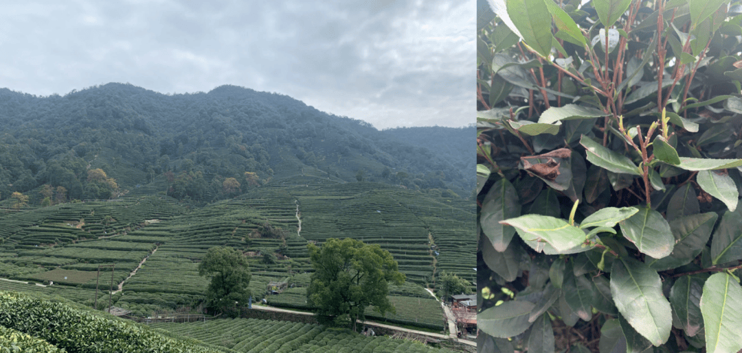 明前茶上市京东物流先行