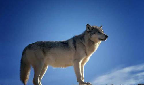 李微漪"中国第一狼女":十年前卖房救狼养狼,十年后与狼再次相逢_格林