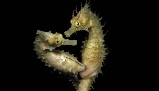 一夫一妻制的海马可能没那么稳定哦