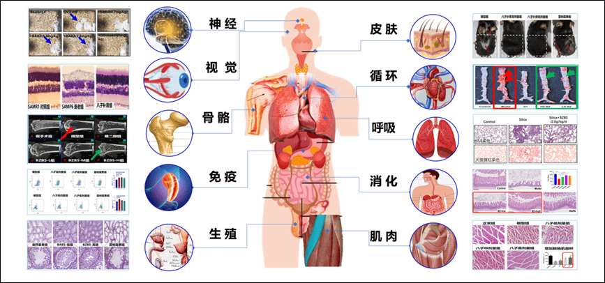 吴以岭院士首次构建气络学说精气神理论并指导抗衰老研究取得重大突破