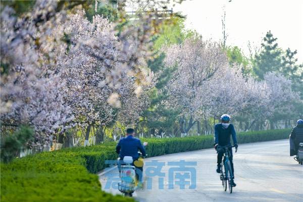 济南数十公里黄河大堤变身樱花大道