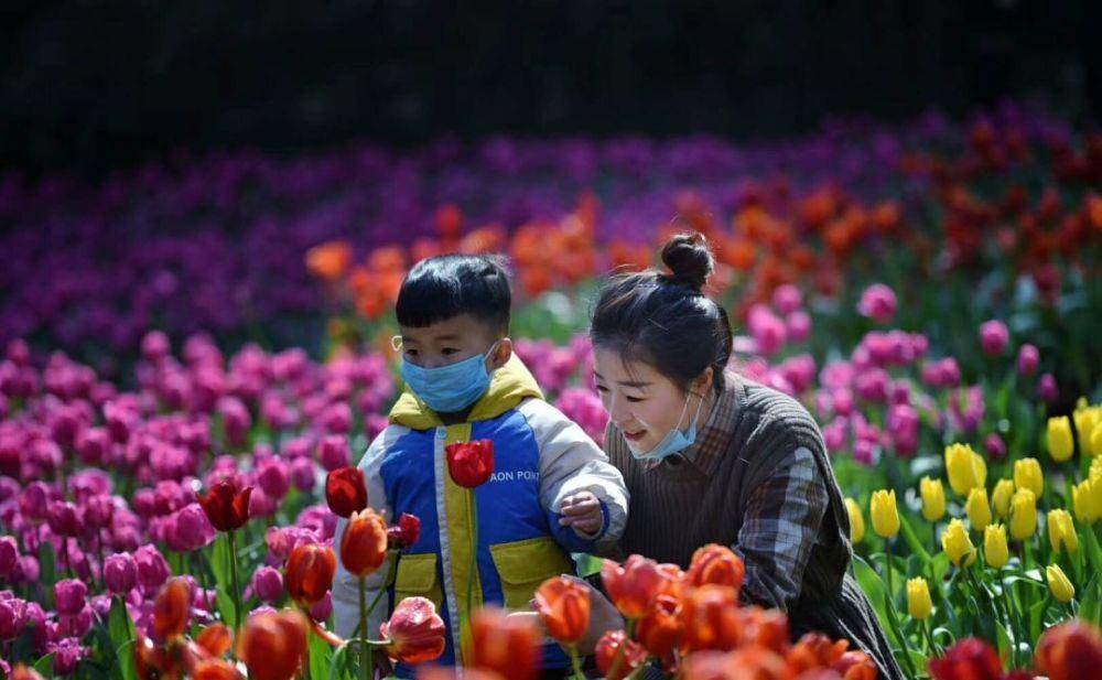 河南就是荷兰安徽大别山的这片地方三月份变成郁金香海洋