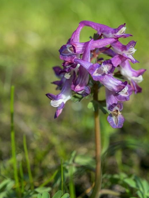 一味活血行气的中药李时珍很推崇说行血中气滞气中血滞