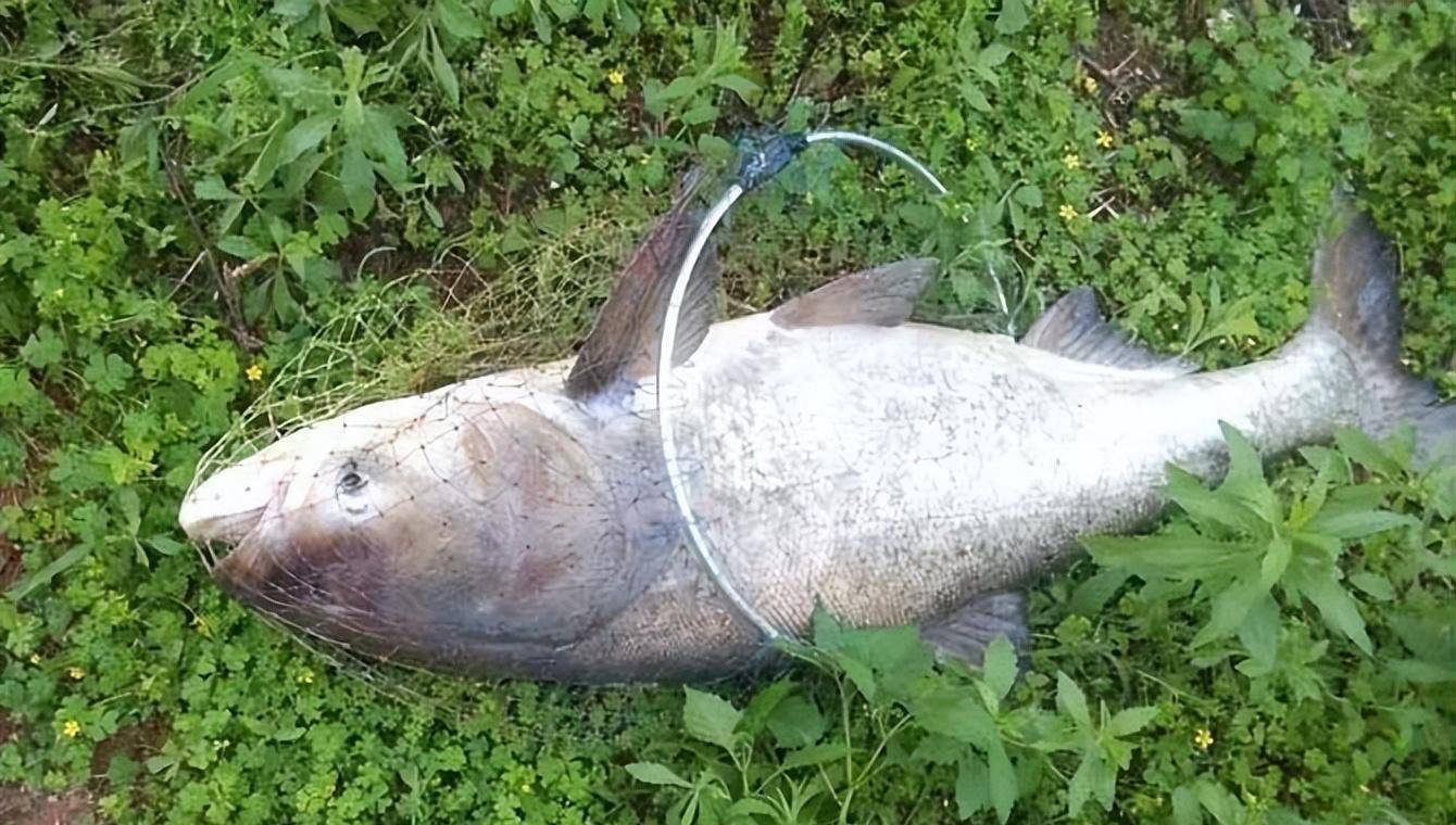 为鲢属的一种,属于脊索动物门,硬骨鱼纲,鲤形目,鲤科,常见别名有鲢子