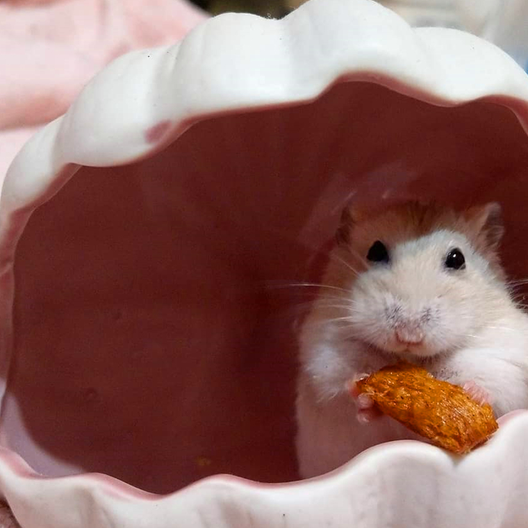 原创仓鼠很黏人不想回笼主人受不了强制动手哪知激活鼠鼠一项绝活