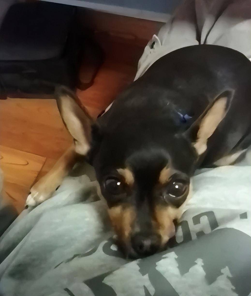 原创过完年铲屎官收拾行李小狗眼泪汪汪看着泰迪别出去了好不好