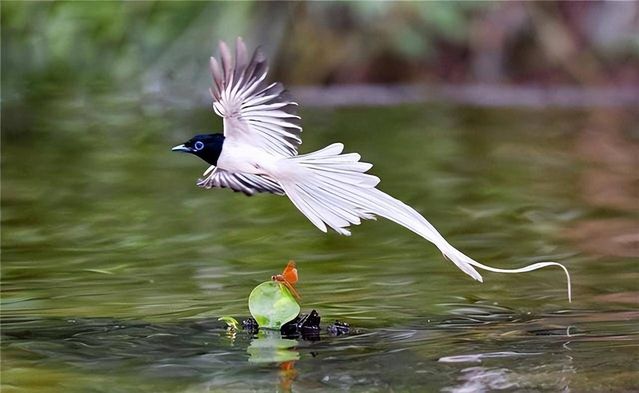 重庆发现一种鸟,雄鸟老了全身羽毛变白,雌鸟交配后尾羽自动脱落_鸟类