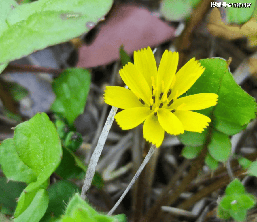 稻槎菜,又称鹅里腌,回荠,有3大作用,价值极高,农民朋友要了解!