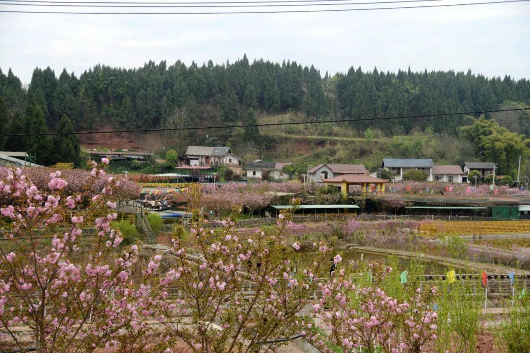 花谢花又开!南充嘉陵这处花海在笑迎着又一个赏花高峰到来
